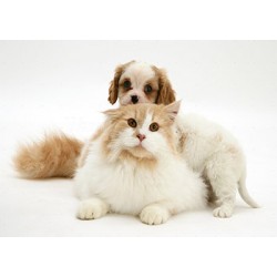Cats and Dogs Soul Mates